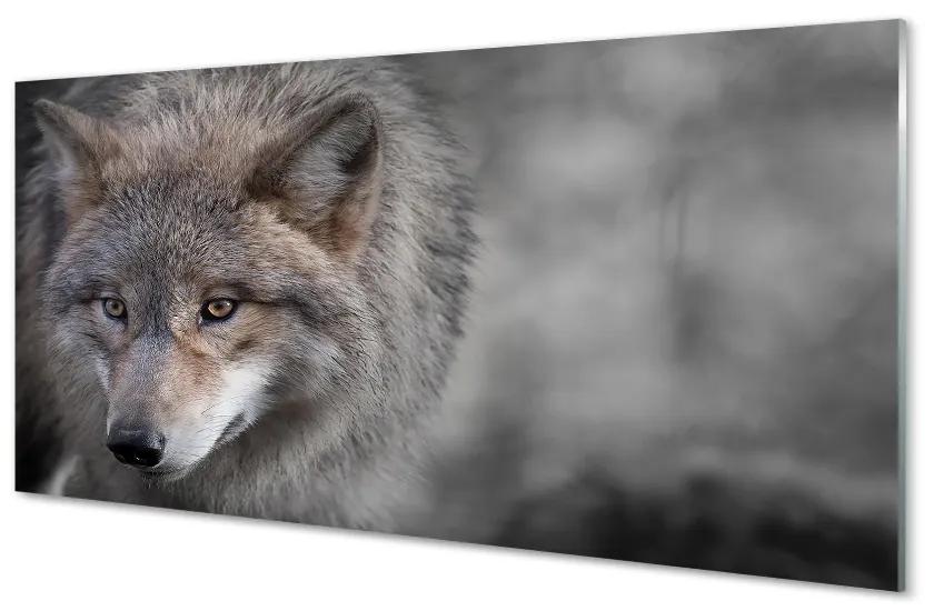 Sklenený obraz vlk 140x70 cm