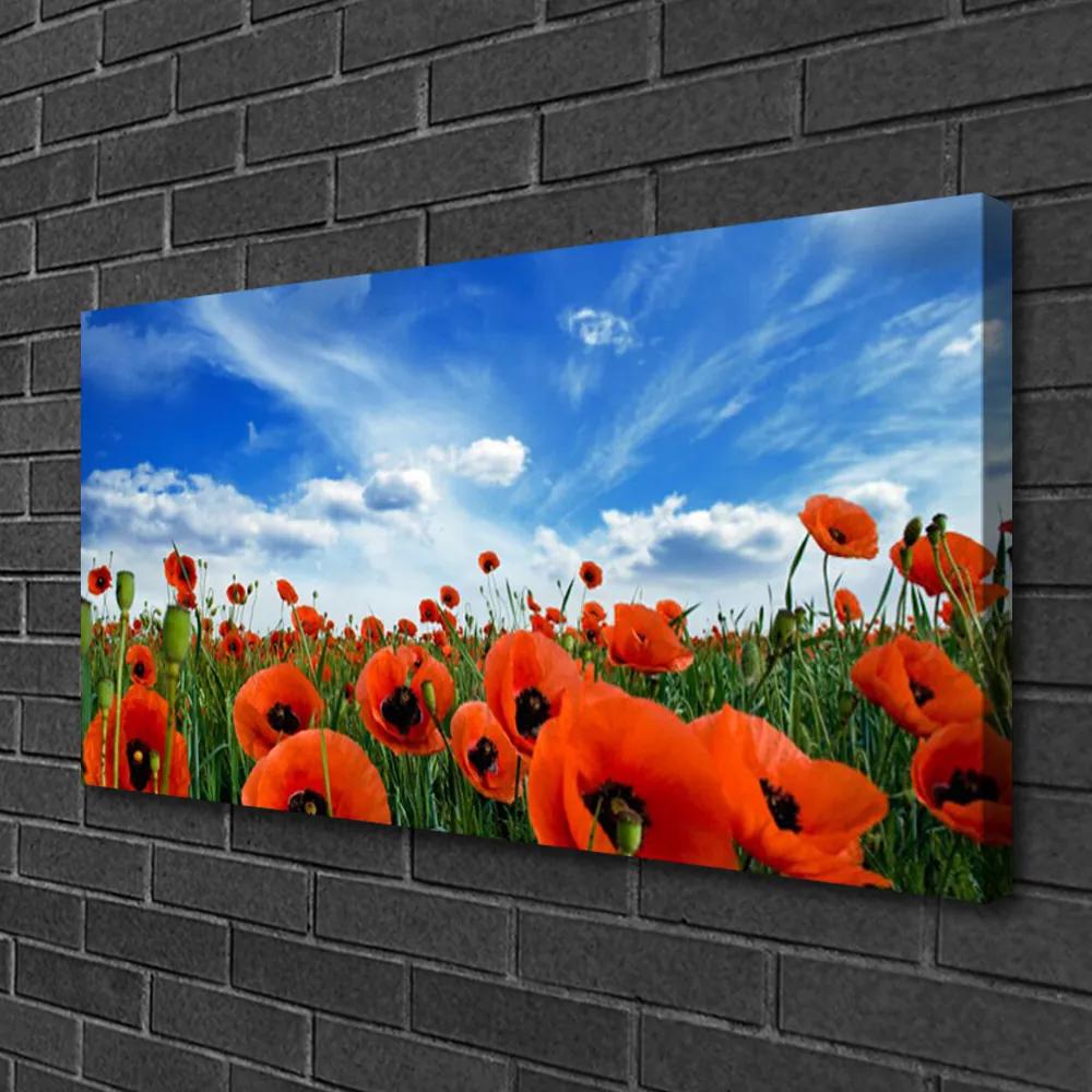 Obraz Canvas Lúka maky kvety 120x60 cm