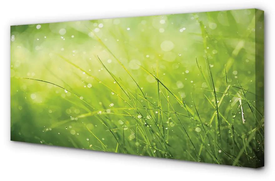 Obraz canvas Tráva kvapky rosy 125x50 cm