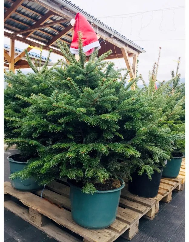 Vianočný stromček v kvetináči Jedľa kaukazská 150-180 cm, veľký