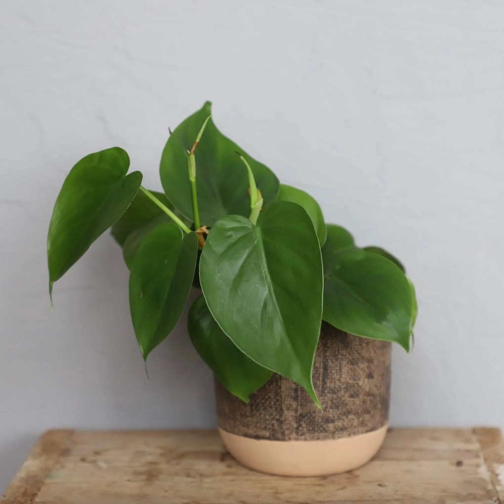 Philodendron Scandens