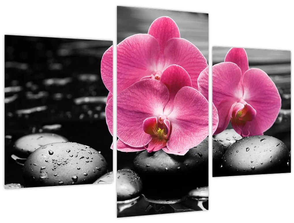 Obraz - Ružové orchidey (90x60 cm)