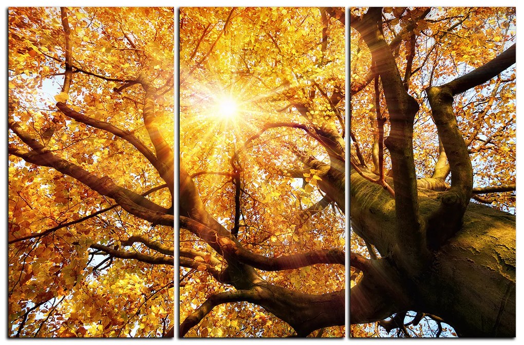 Obraz na plátne - Slnko cez vetvi stromu 1240B (105x70 cm)