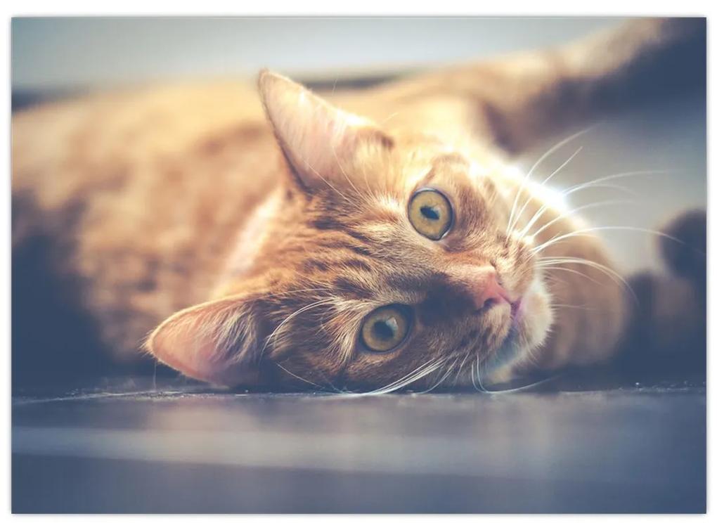 Sklenený obraz mačky na podlahe (70x50 cm)