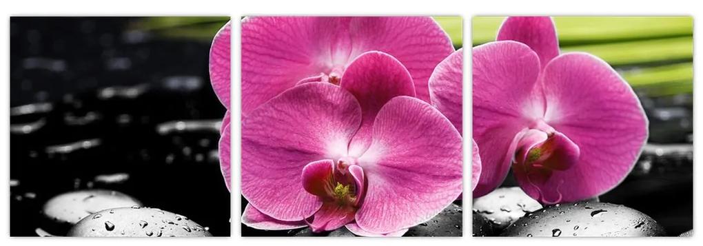 Fotka orchidey