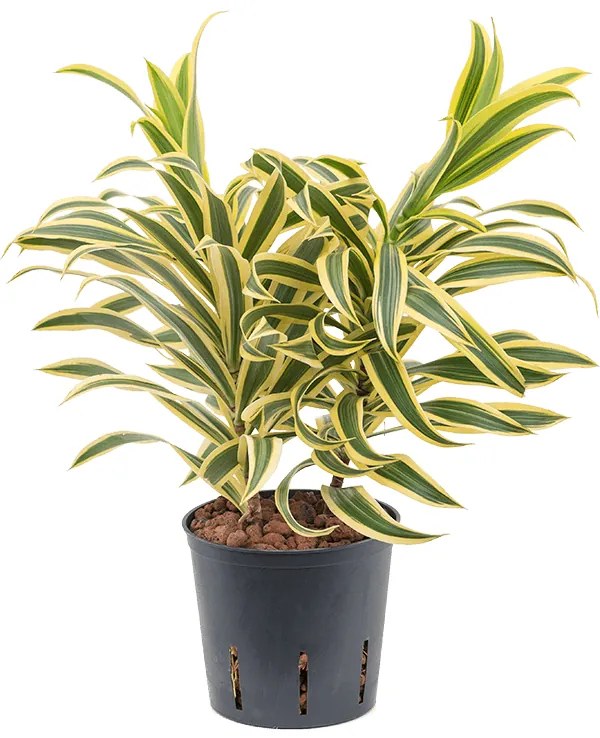 Pleomele (Dracaena) reflexa 'Song of India' 13/12 v.30 cm