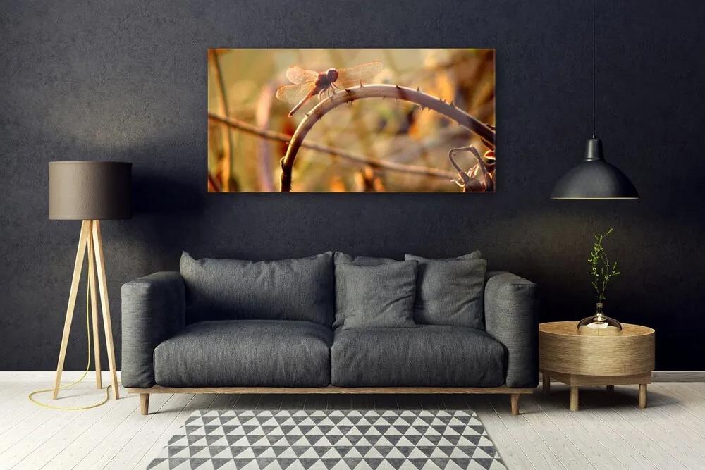 Obraz na akrylátovom skle Vážka príroda rastlina 120x60 cm