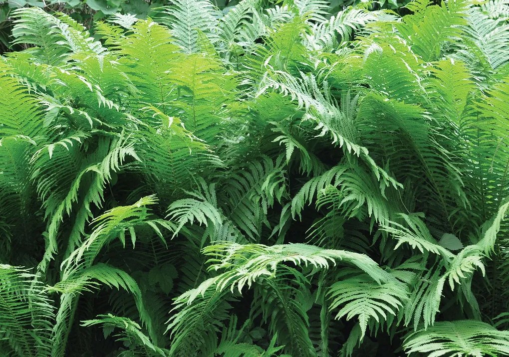 Fototapeta - Zelené paprade (254x184 cm)