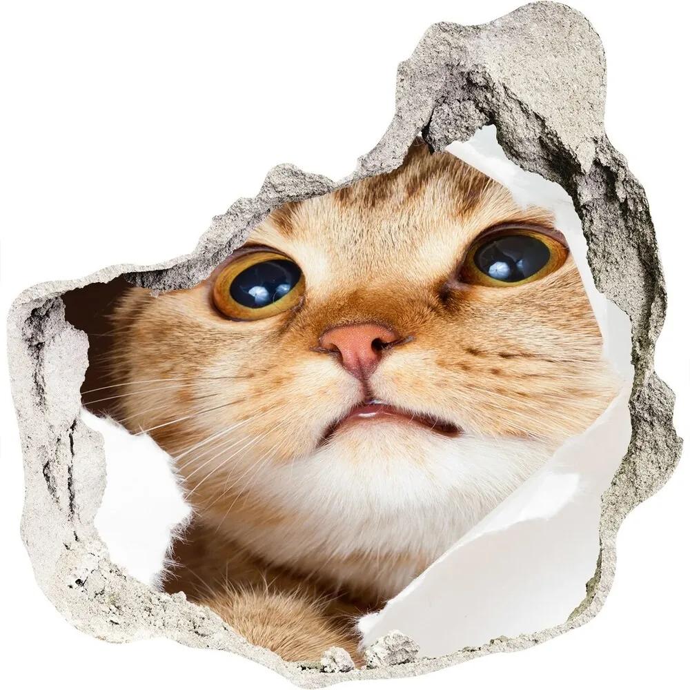 Diera 3D fototapety na stenu Mačka v diere WallHole-75x75-piask-33902265