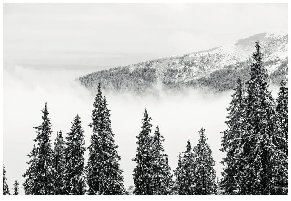 Fototapeta zasnežené čiernobiele borovicové stromy