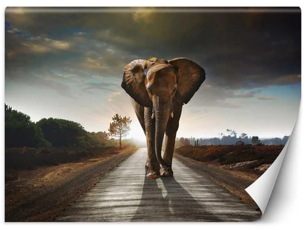 Fototapeta, Slon na cestě Zvířata Afrika - 400x280 cm