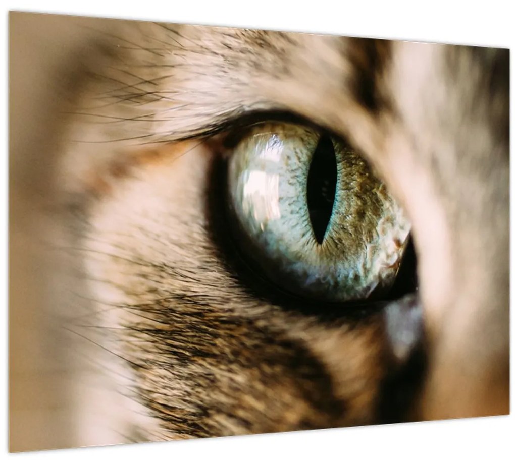 Obraz - Mačacie oko (70x50 cm)