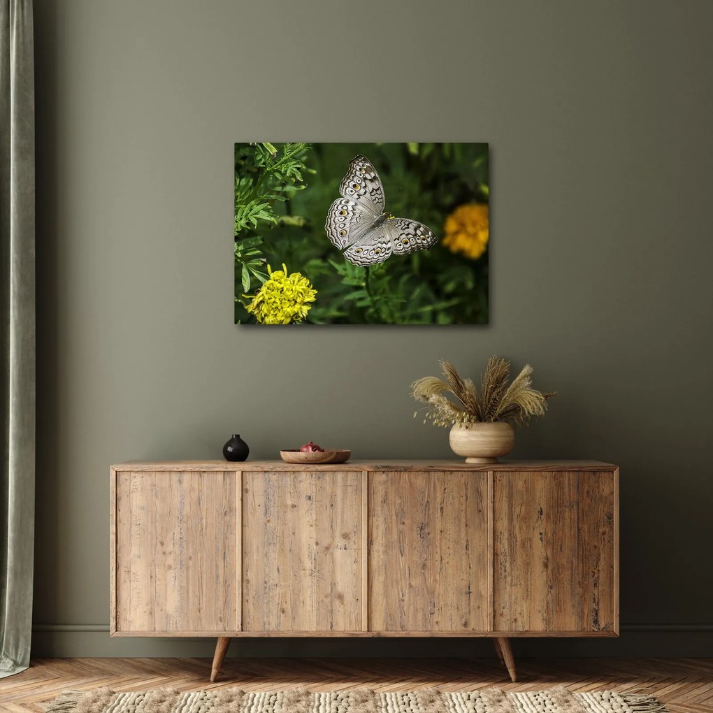 Obraz - biely motýľ (70x50 cm)