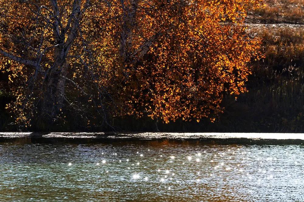 Fototapeta jesenný strom pri jazere