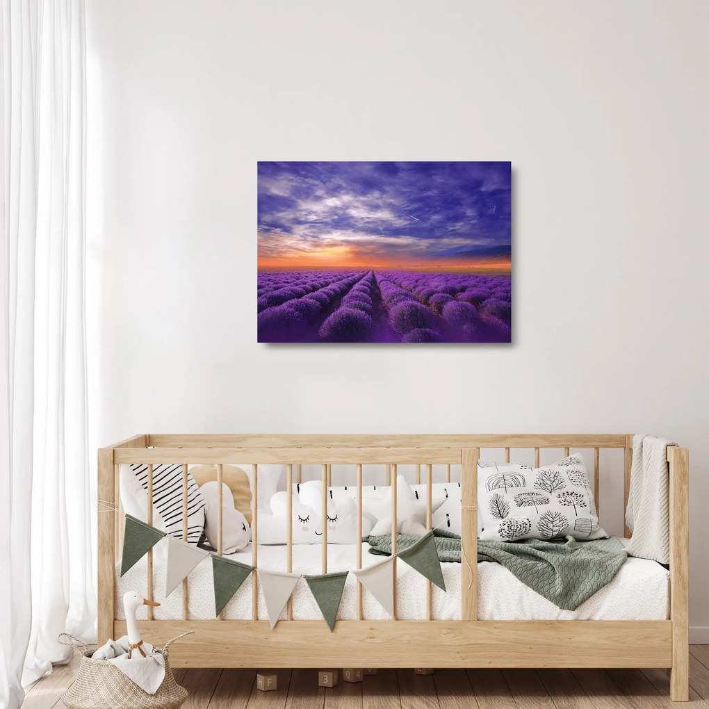 Sklenený obraz levanduľového pole (70x50 cm)