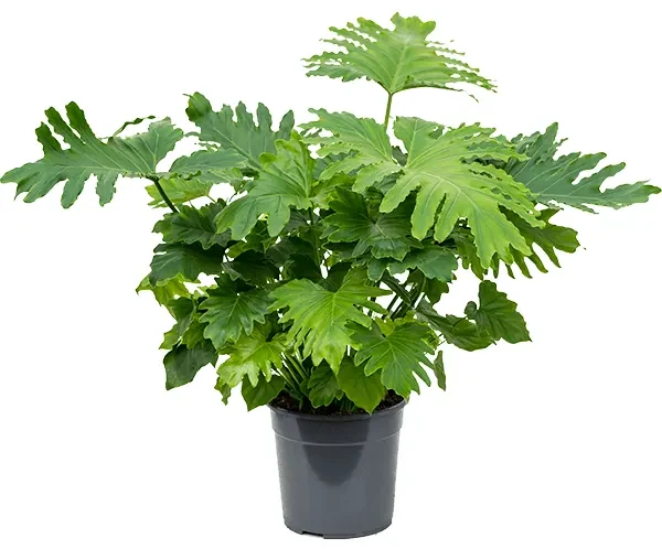 Philodendron bipinnatifidum ´Shangri-La´ 17x55 cm
