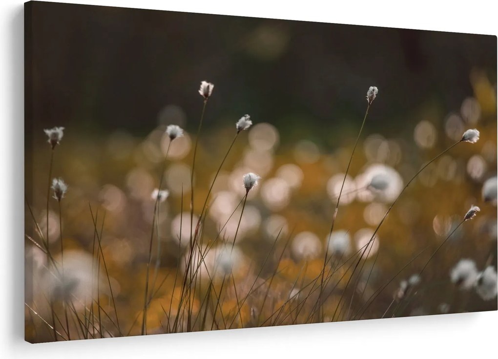 Obraz - Lúka s cottongrass N⁰2 (90x60 cm)