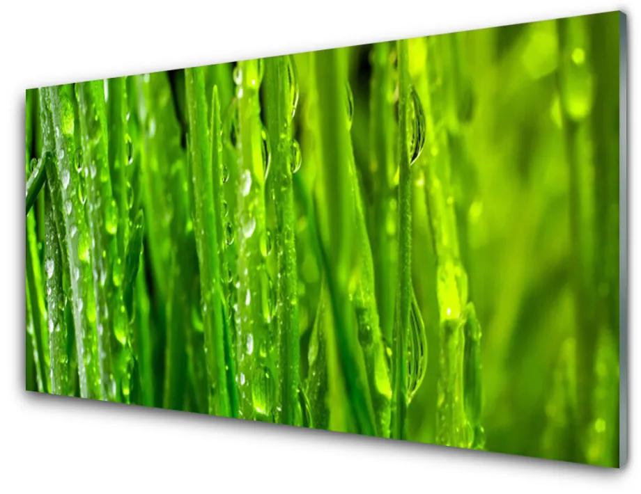 Skleneny obraz Tráva rastlina príroda 140x70 cm