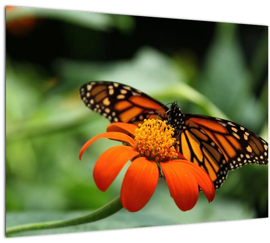 Sklenený obraz motýľa na kvetine (70x50 cm)
