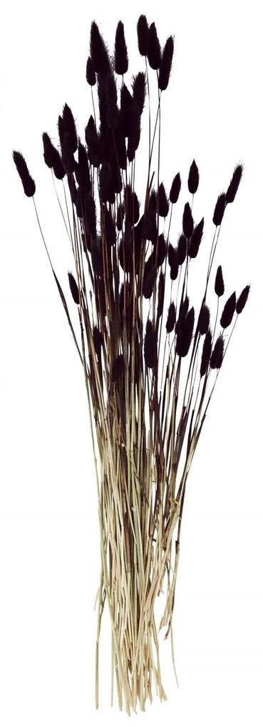 MADAM STOLTZ Sušené dekoratívne kvety Lagurus Ovatus Dark Fuchsia