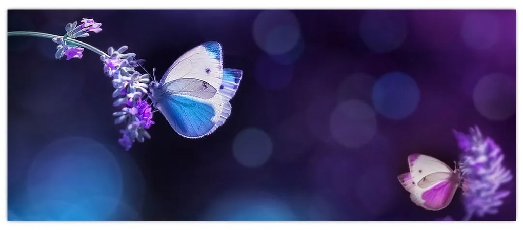 Obraz - Motýle na levanduli (120x50 cm)