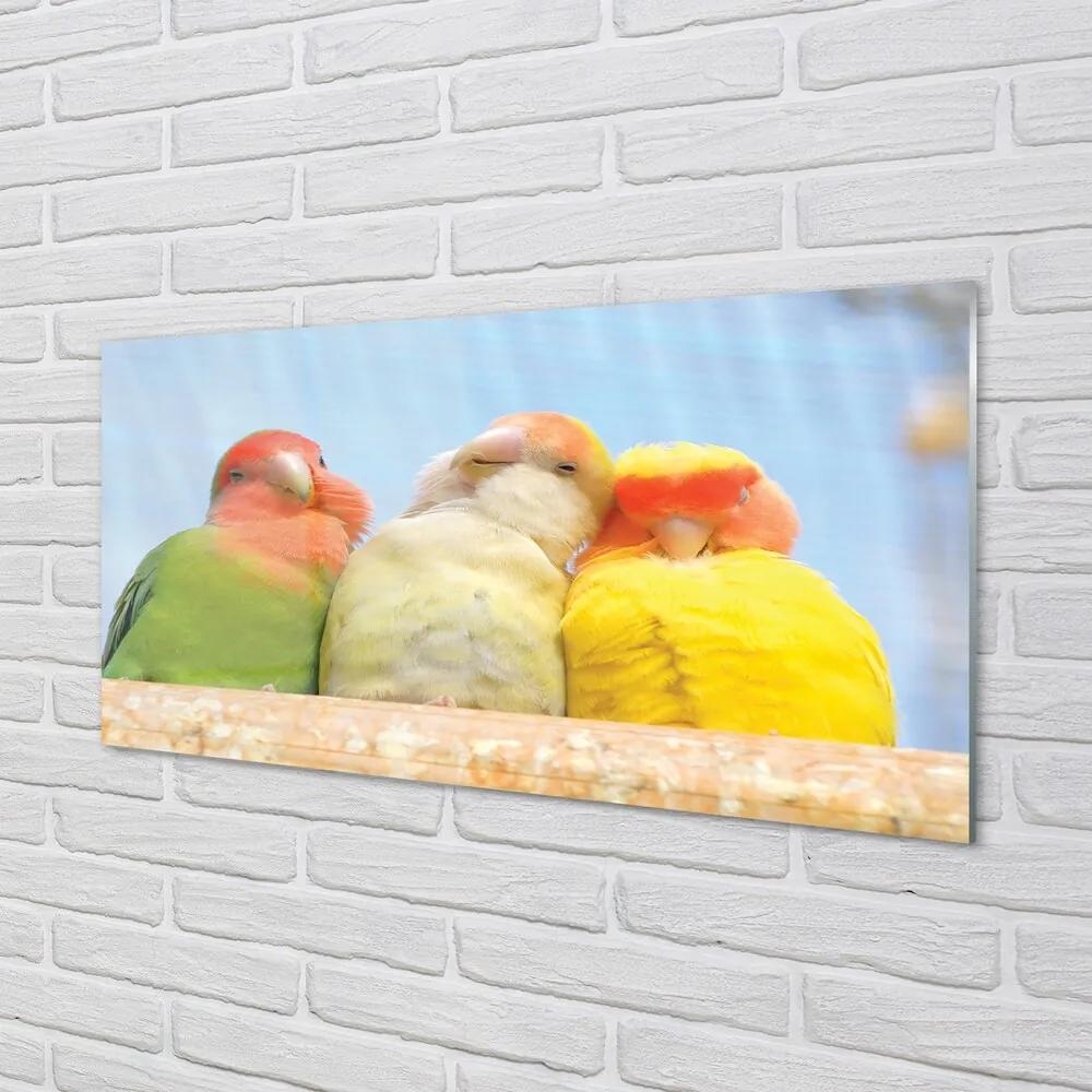 Sklenený obraz farebný papagáj 100x50 cm