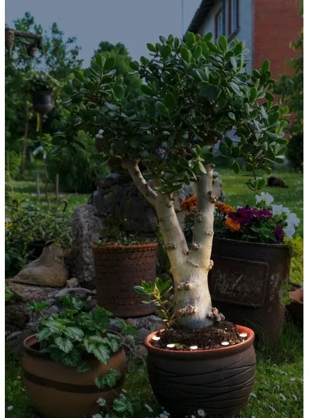 Eglo 900117 - LED Vonkajšia dekoračná reťaz SPINETOLI 6xLED IP65