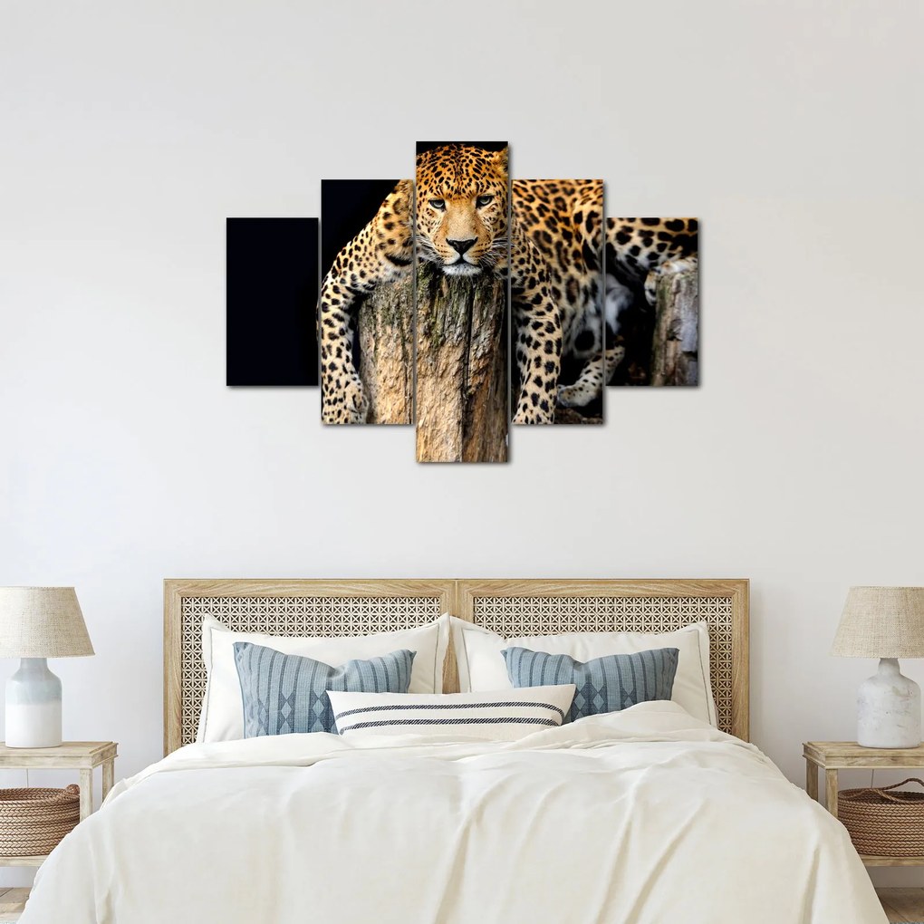 Obraz - Gepard (150x105 cm)