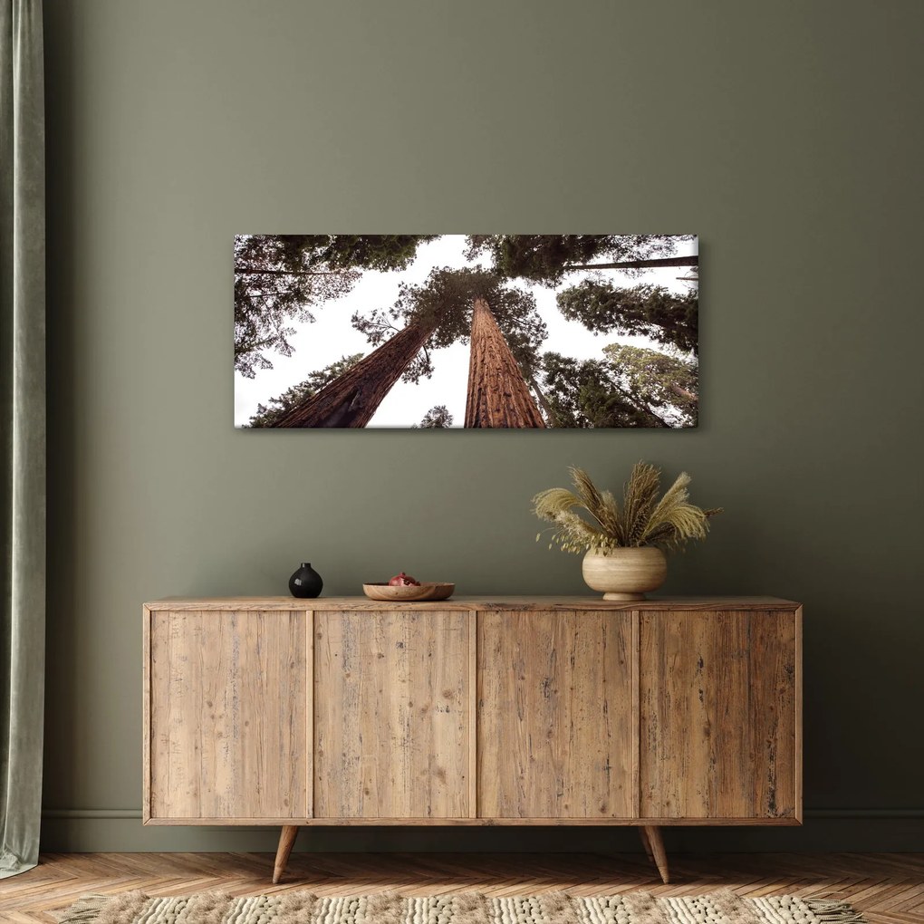 Obraz - Pohľad skrz koruny stromov (120x50 cm)