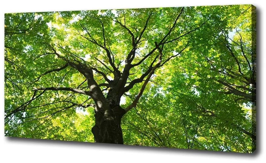 Moderný obraz canvas na ráme Zelený les pl-oc-100x50-f-86959394