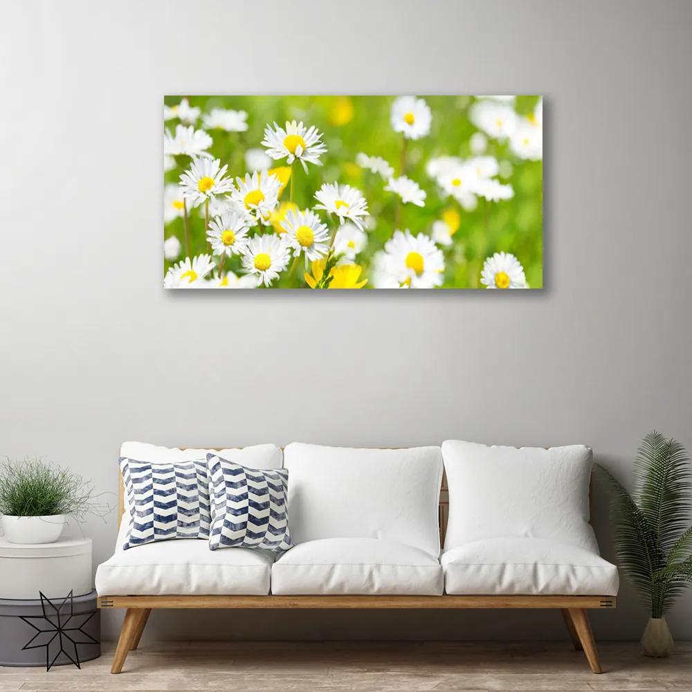 Obraz Canvas Sedmokráska kvet rastlina 140x70 cm