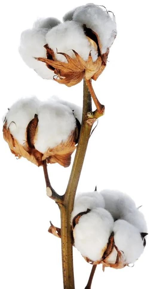 Gipetex Natural Dream 3D talianská obliečka 100% bavlna Canella pomaranč & klinčeky - 220x200 / 2x70x90 cm