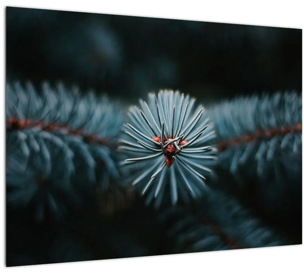 Obraz vetvičky ihličnatého stromu (70x50 cm)