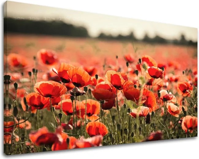 Obraz na stenu KVETY KV097E11 - 60x90 cm