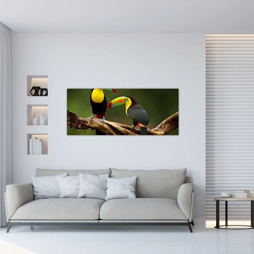 Obraz sediacich tukanov, Costa Rica (120x50 cm)