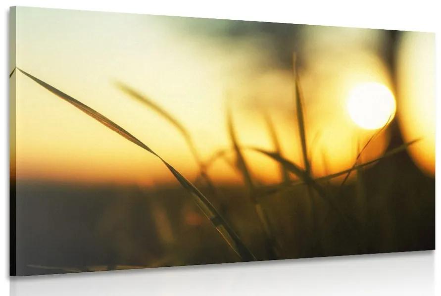 Obraz zapadajúce slnko v tráve Varianta: 90x60