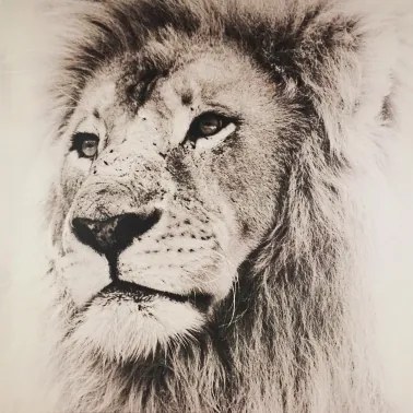 Obraz na plátne Leví pohľad, 80x80 cm%