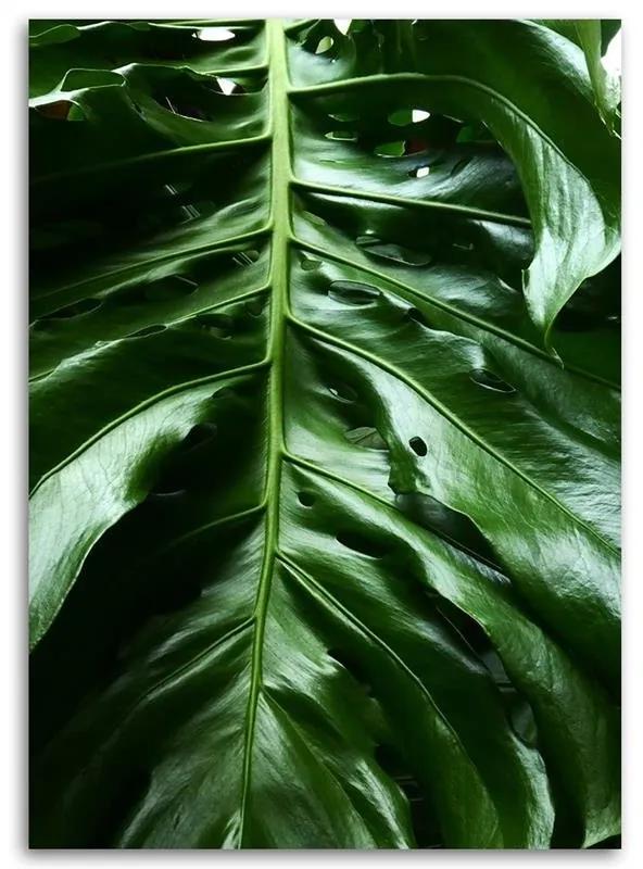 Gario Obraz na plátne Hladký list rastliny monstera Rozmery: 40 x 60 cm