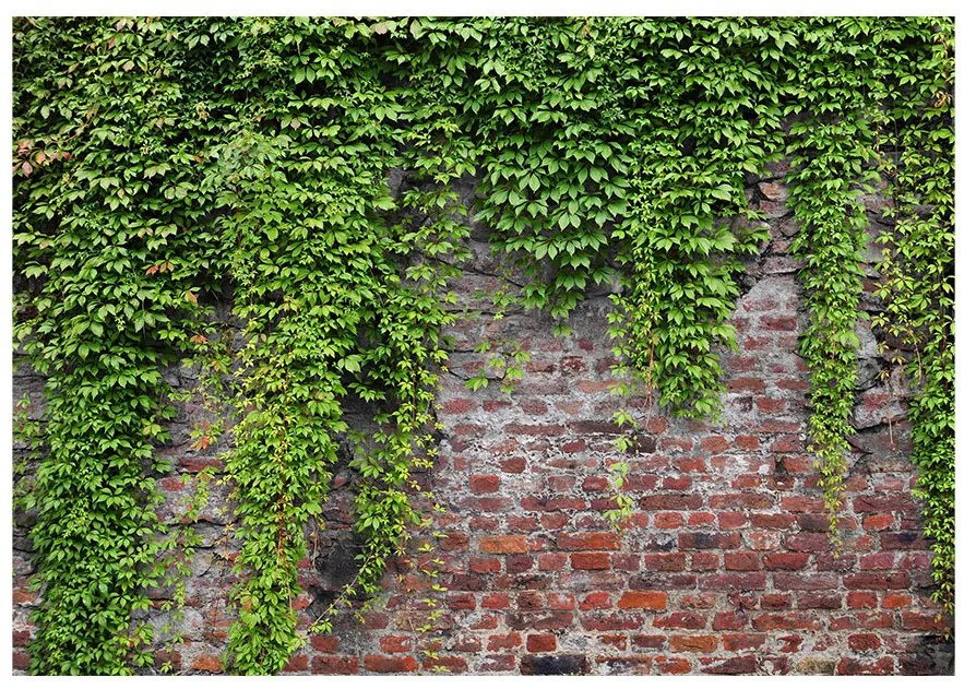 Artgeist Fototapeta - Brick and ivy Veľkosť: 350x245, Verzia: Standard