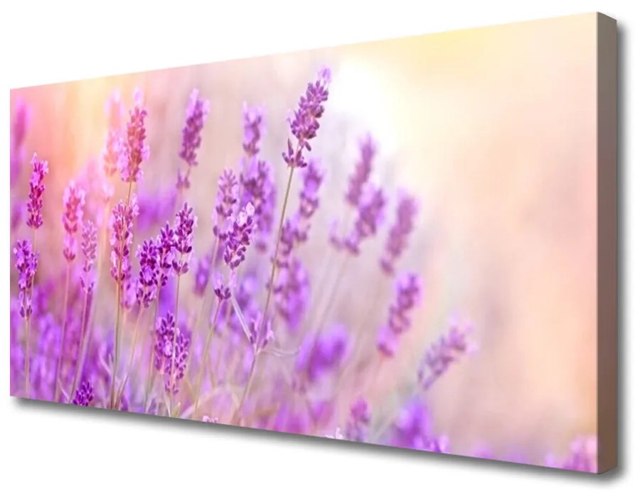 Obraz Canvas Levanduľovej pole slnko kvety 120x60 cm