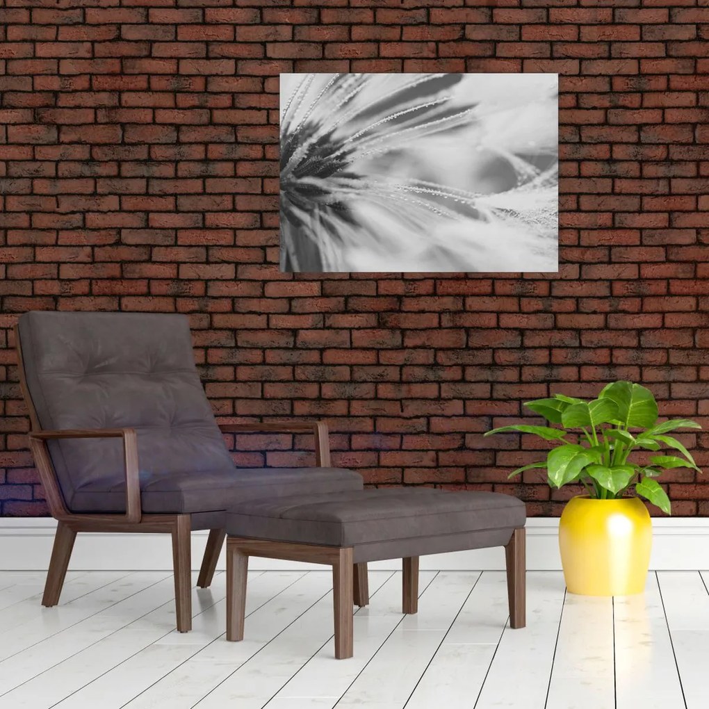 Sklenený obraz - Púpava (70x50 cm)