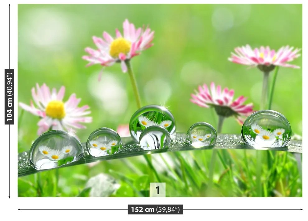 Fototapeta Vliesová Sedmokrásky zelené 104x70 cm