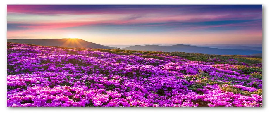 Foto obraz akrylové sklo Kvety v horách pl-oa-125x50-f-70454274