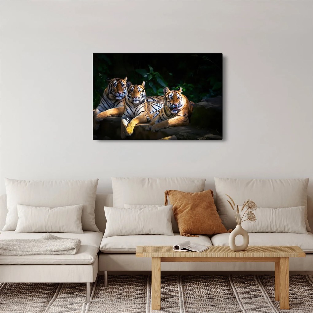 Obraz - Tigrii bratia (90x60 cm)