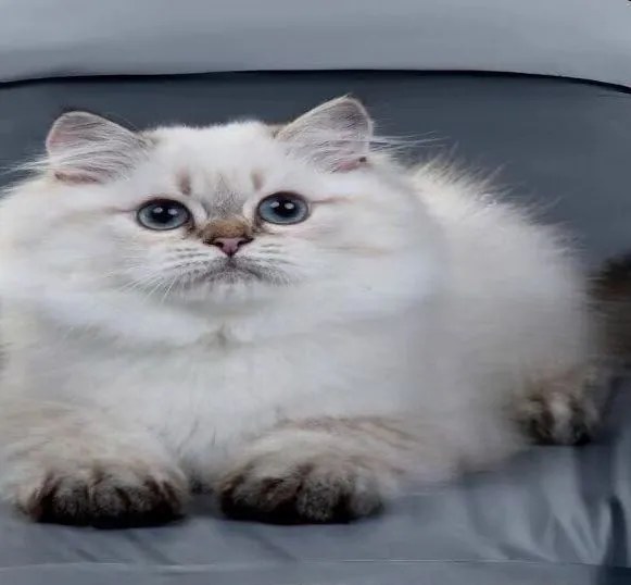 Obliečky KITTY WAYET 3-dielna sada 140x200 cm