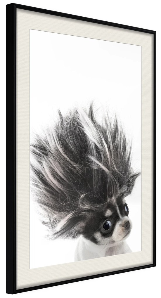 Artgeist Plagát - Chihuahua [Poster] Veľkosť: 20x30, Verzia: Čierny rám