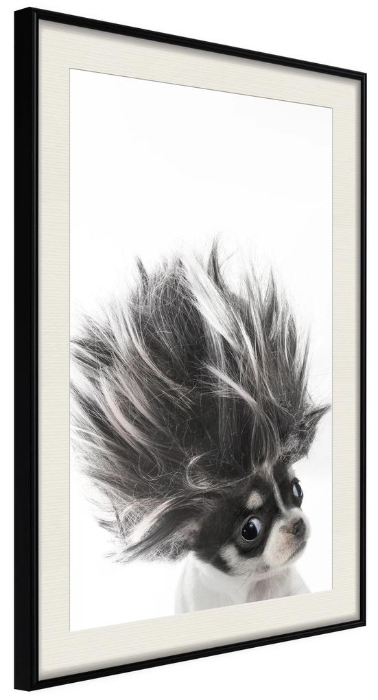 Artgeist Plagát - Chihuahua [Poster] Veľkosť: 20x30, Verzia: Zlatý rám s passe-partout