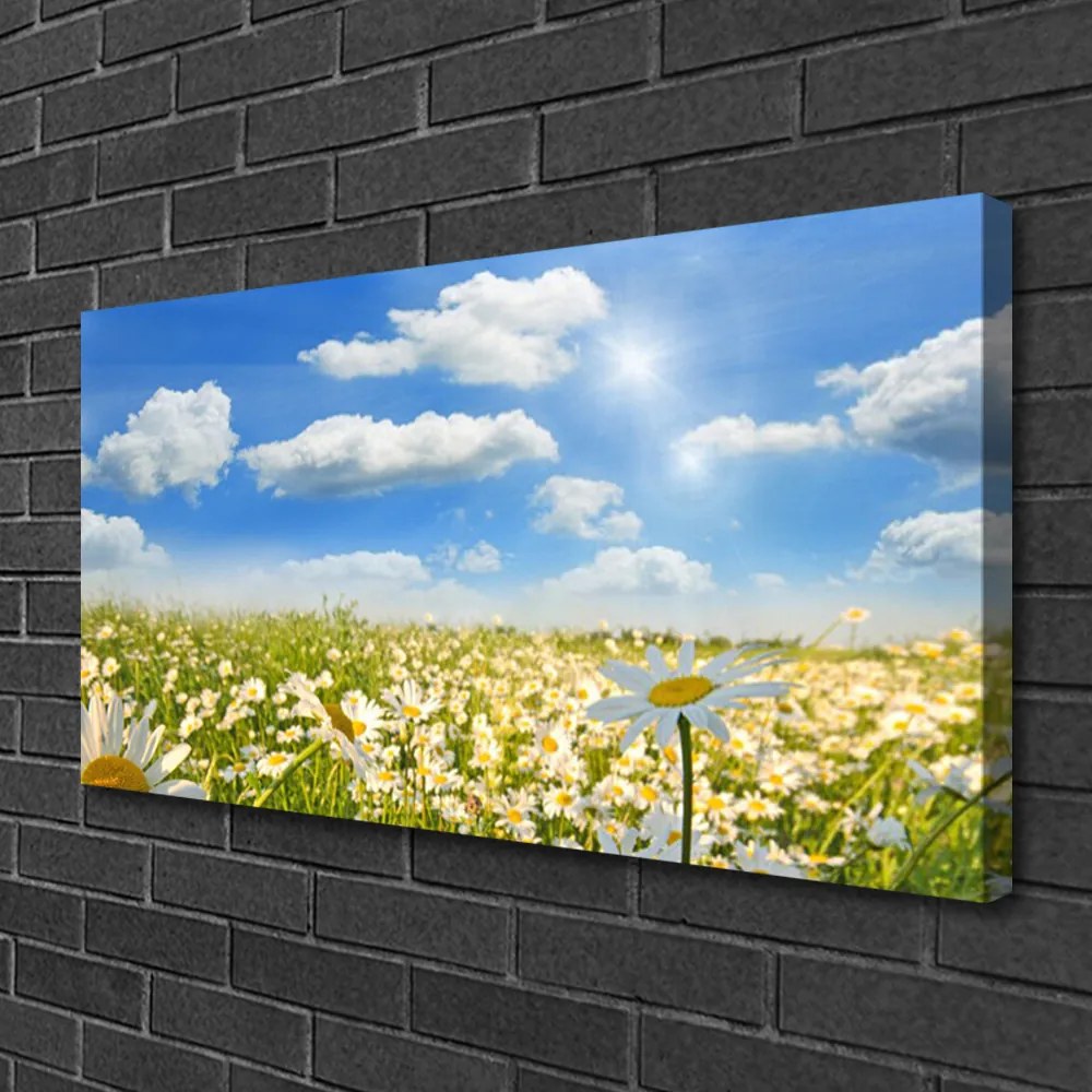 Obraz na plátne Lúka sedmokrásky príroda 120x60 cm