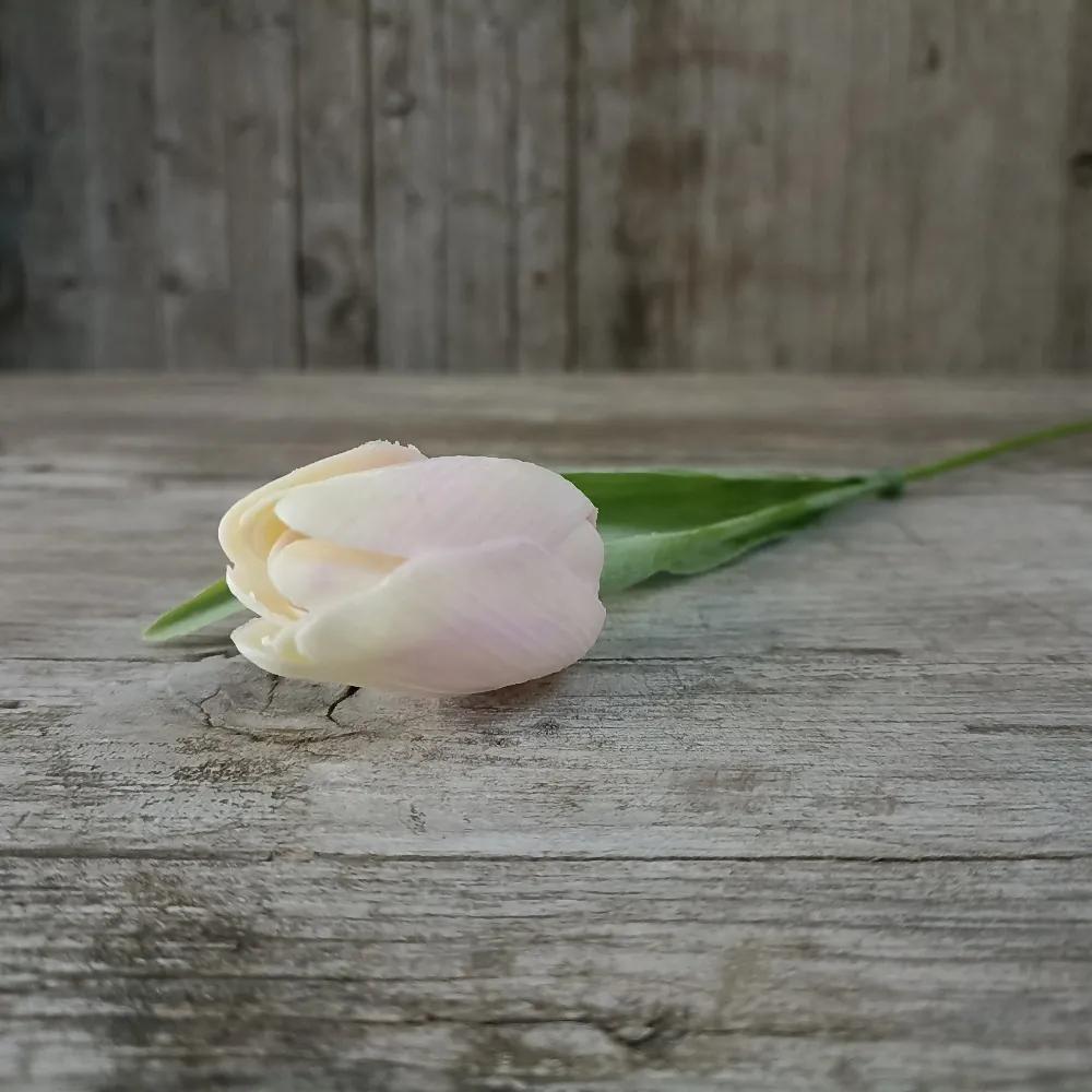 tulipán umelý bielo-fialový jemne bielený 43cm, cena za 1ks