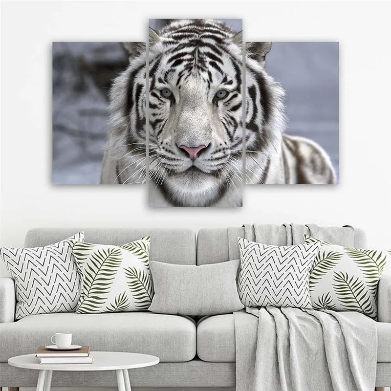 Gario Obraz na plátne Biely tiger v zime - 3 dielny Rozmery: 150 x 100 cm